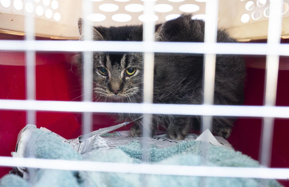 Independent Efforts Struggle To Keep Up With Population Of Feral