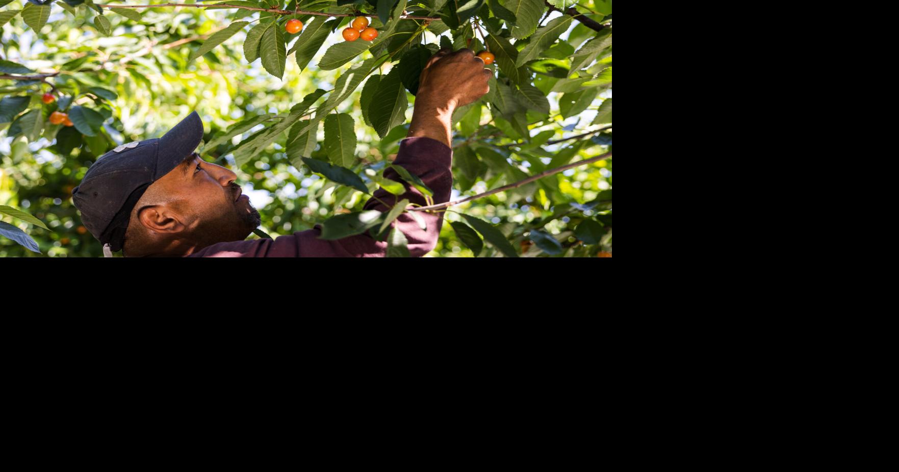 Cherry harvest at Barrett Orchards