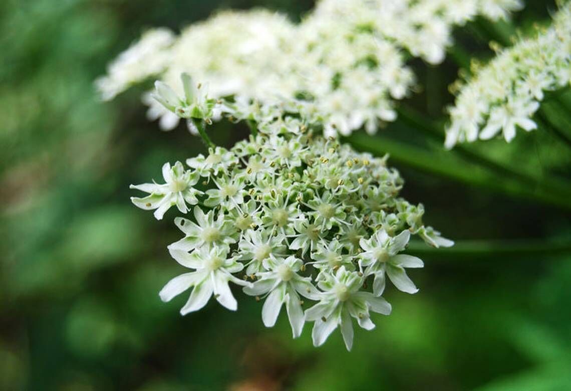 You may have poison in your garden. Here are most fatal WA plants and how  to identify them | Explore Yakima | yakimaherald.com