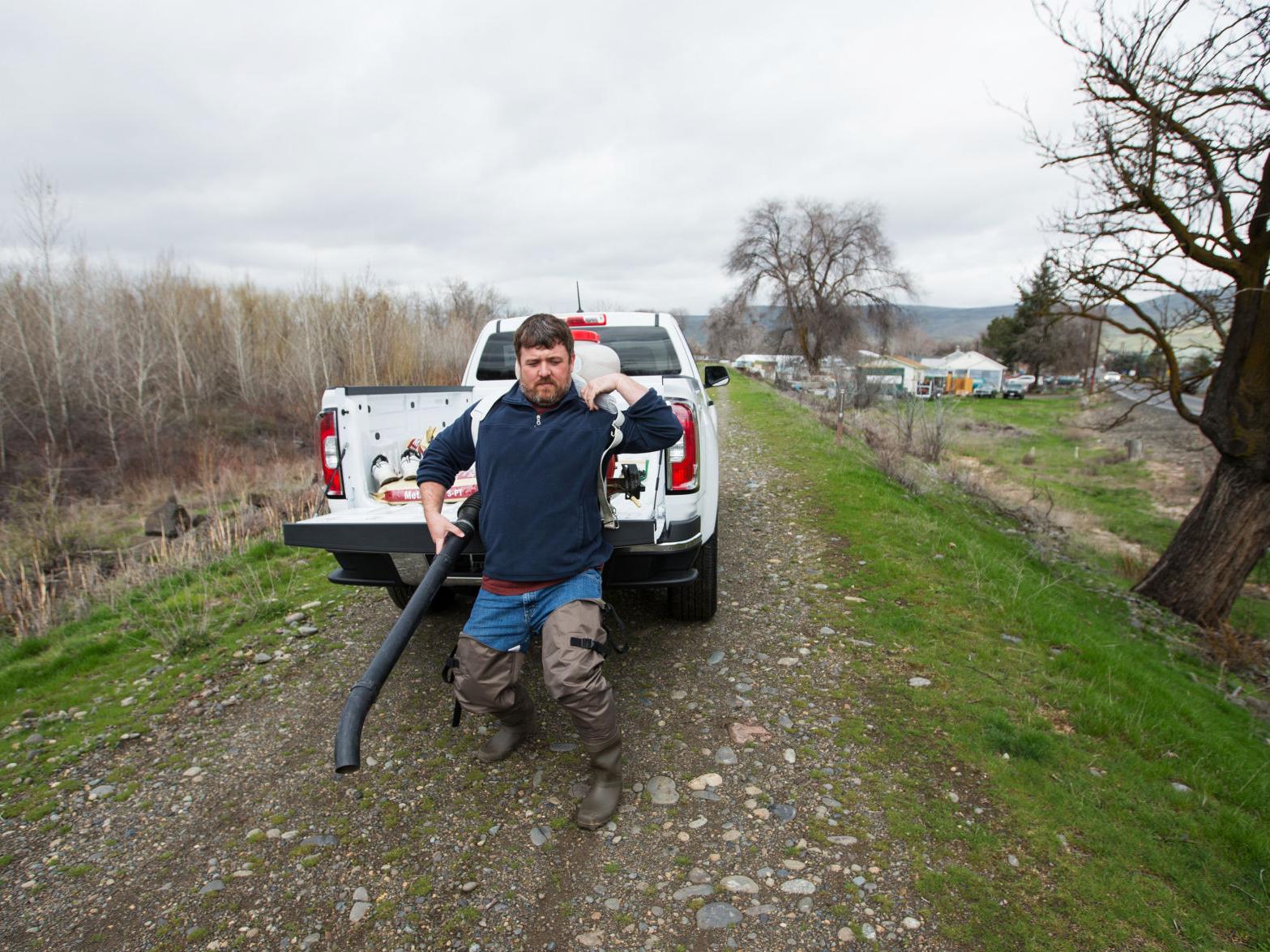 It S A Good Year For Mosquitoes In Yakima Valley But Bad For Us Local Yakimaherald Com