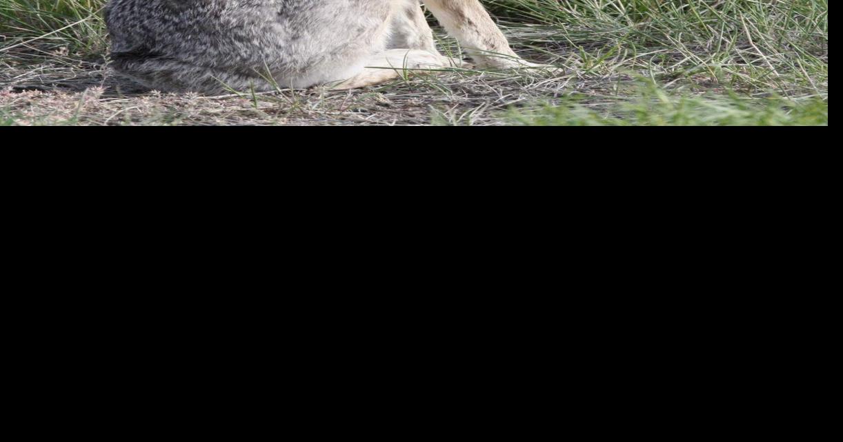 Wildlife Moment: 'Jackrabbit Trail' doesn't end in California | Sports ...