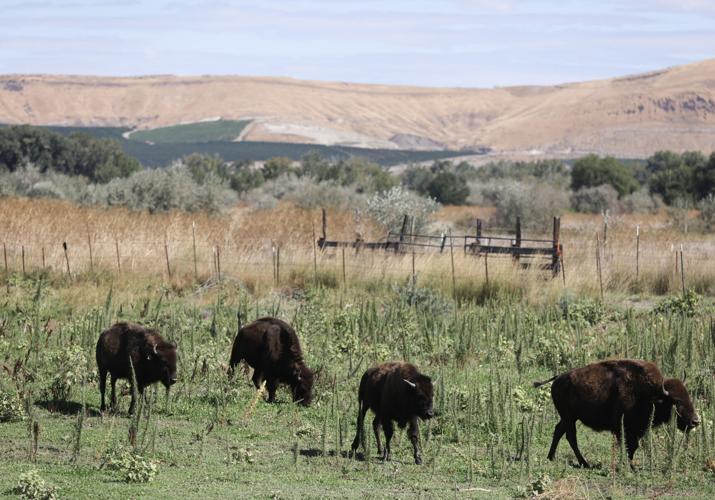 Bison