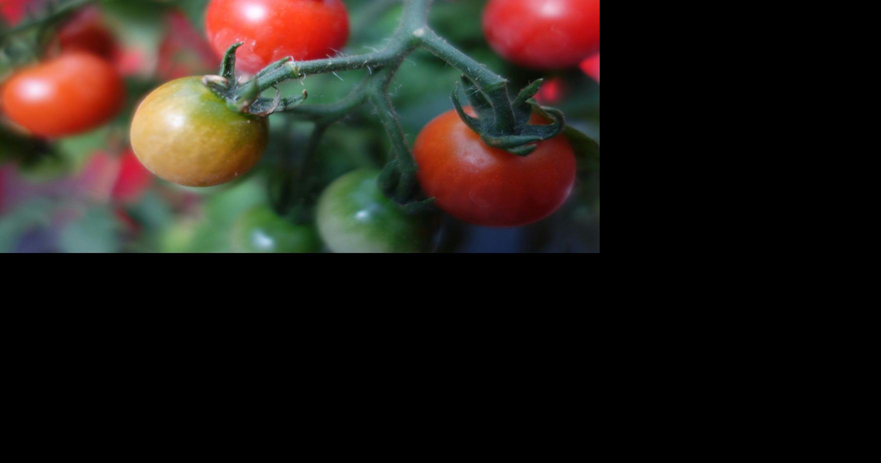 Master Gardeners: Know your tomatoes before you plant this spring