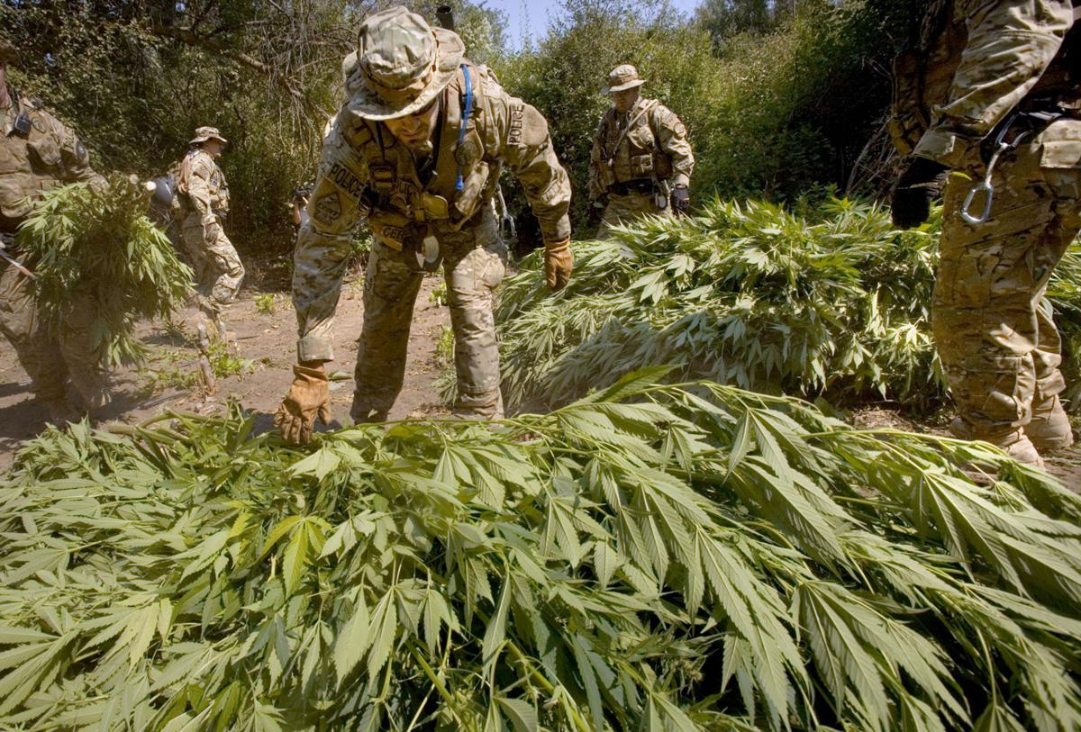 Illegal marijuana production has plummeted in Washington since 2010