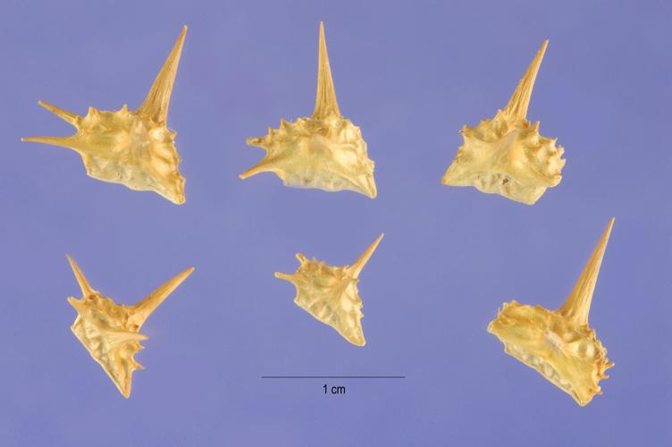 Goatheads