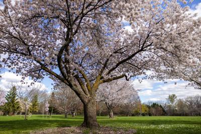 Spring blooms (copy)
