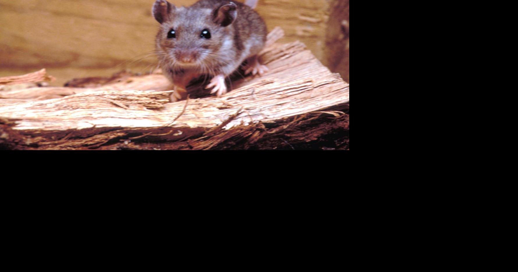 Hantavirus case, unrelated to cruise ship, reported in Chelan County