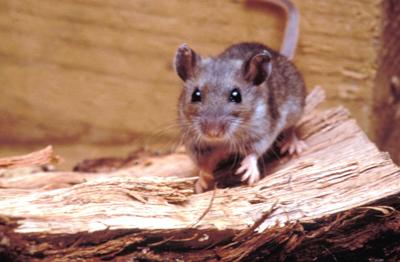 Hantavirus case, unrelated to cruise ship, reported in Chelan County