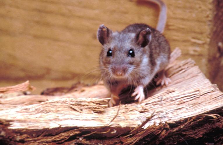Hantavirus case, unrelated to cruise ship, reported in Chelan County