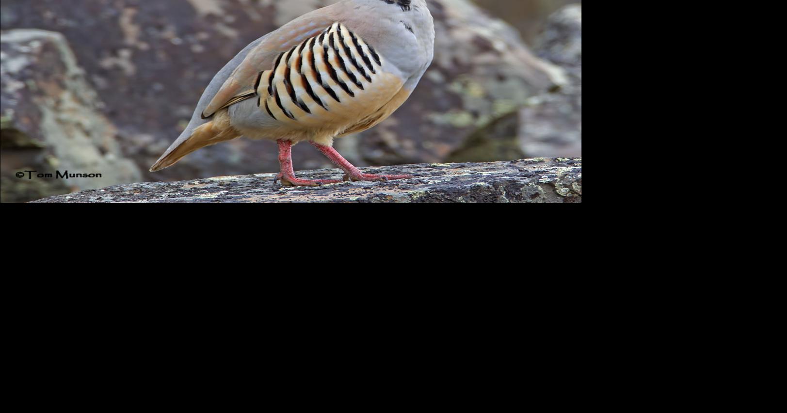 Wildlife Moment: Chukar right at home in the West | Outdoors ...