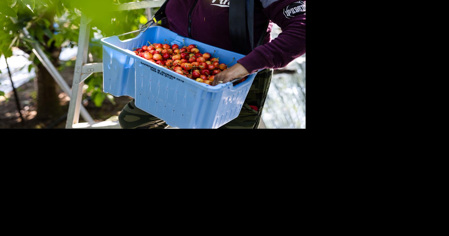 Cherry harvest at Barrett Orchards