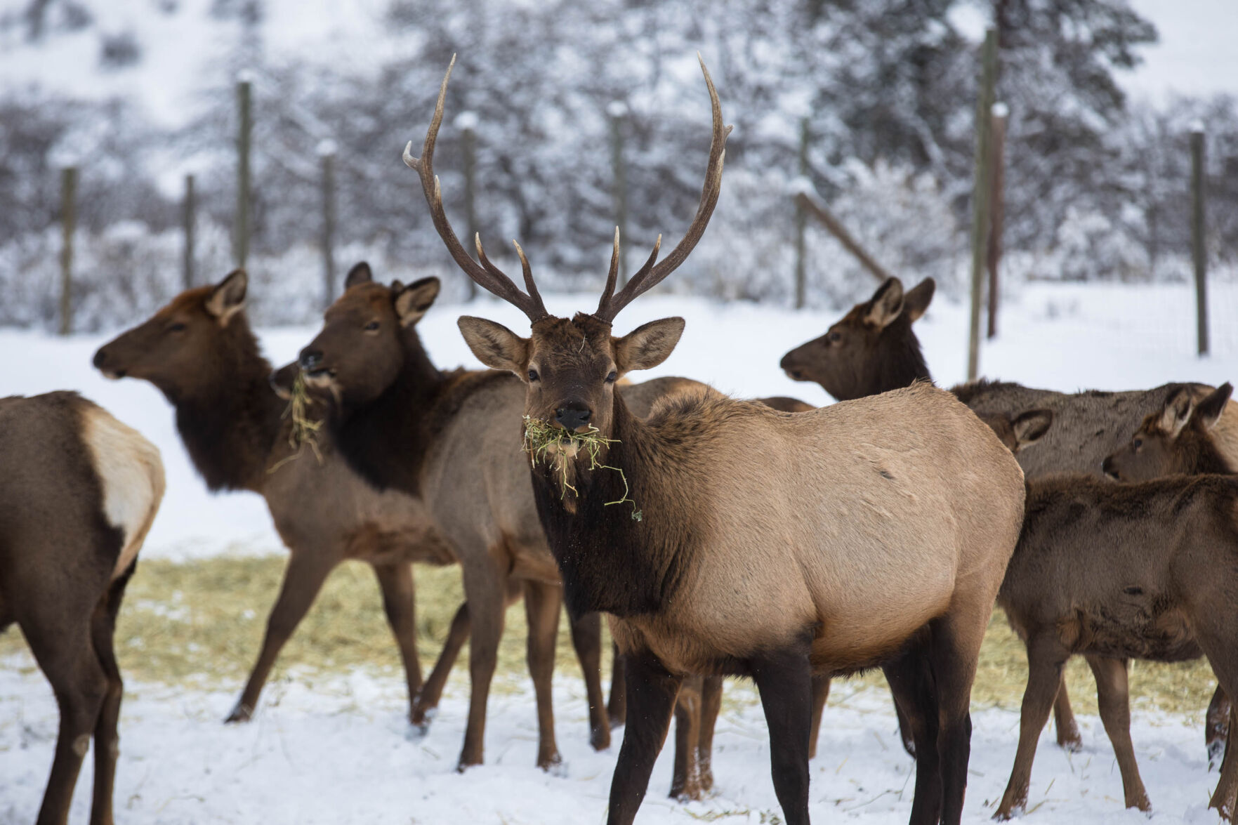 Local officials cautiously optimistic as elk season begins | Outdoors and  Recreation | yakimaherald.com