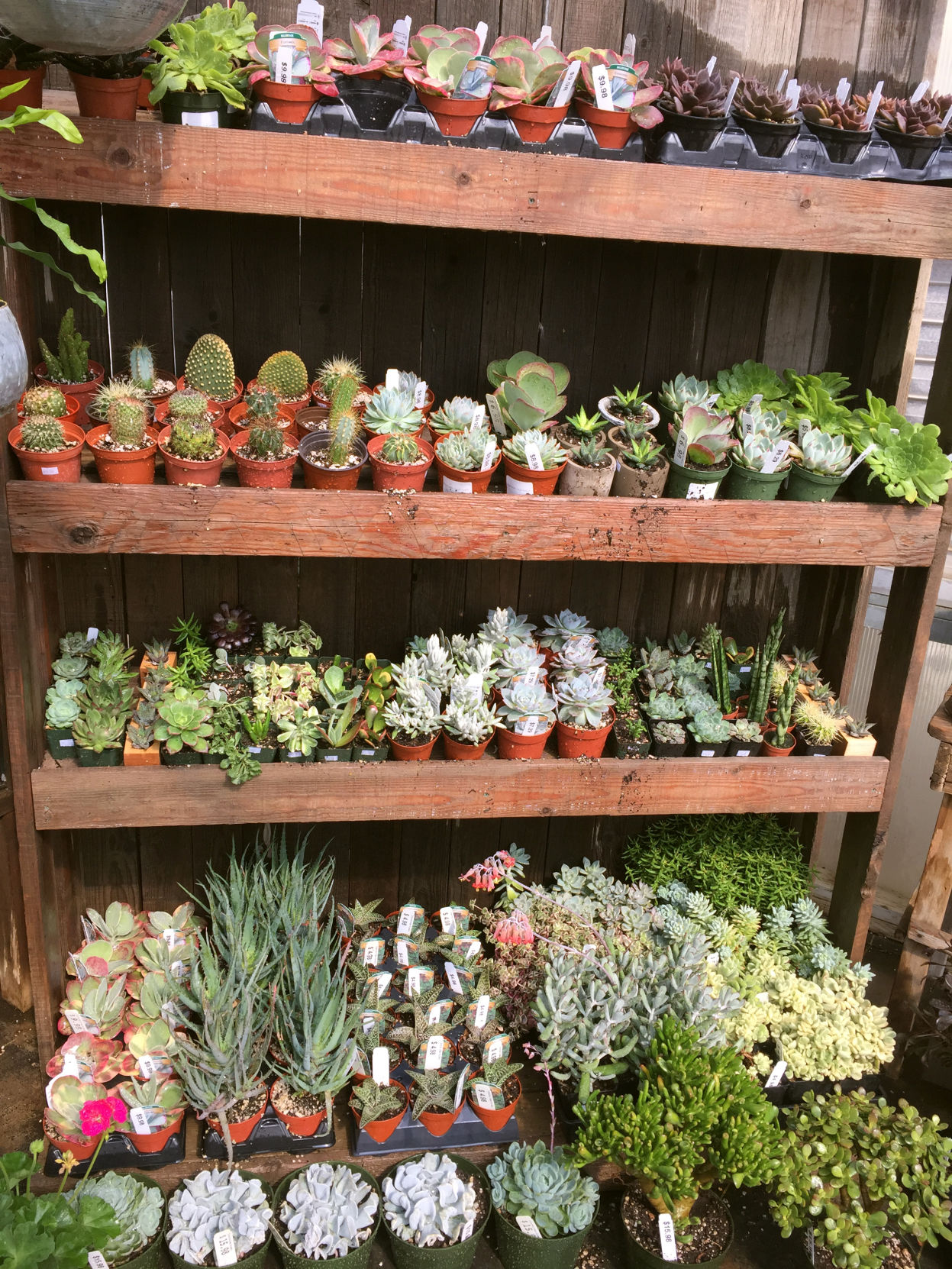 succulent lover gifts Sweetheart Plant Set  Mini Pot with Heart-Shaped Plant  urbanjngl.com