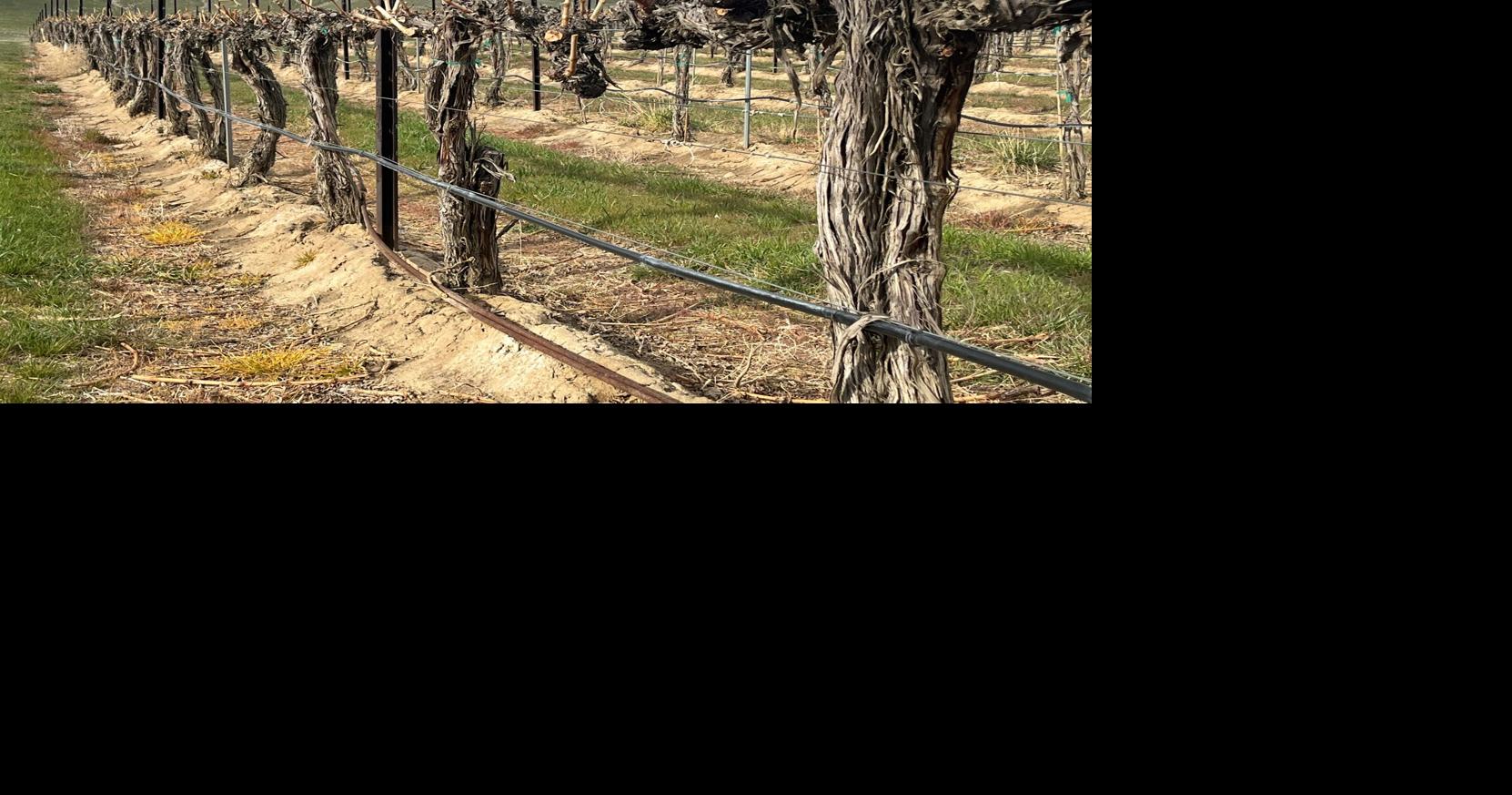 Co Dinn Cellars classicallystyled wines from the Yakima Valley