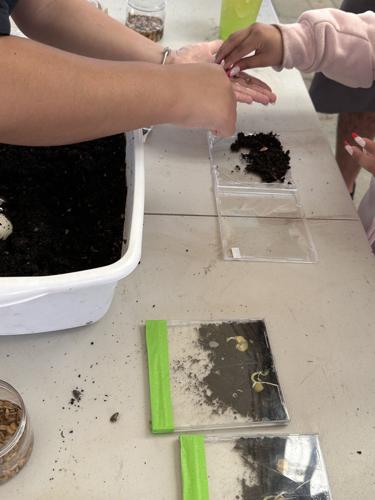 CD case mini-greenhouse