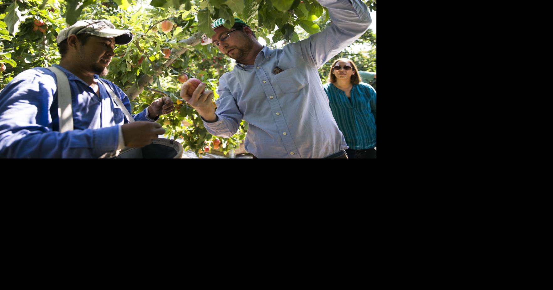 Use of federal guest worker program makes up increasing portion of ...