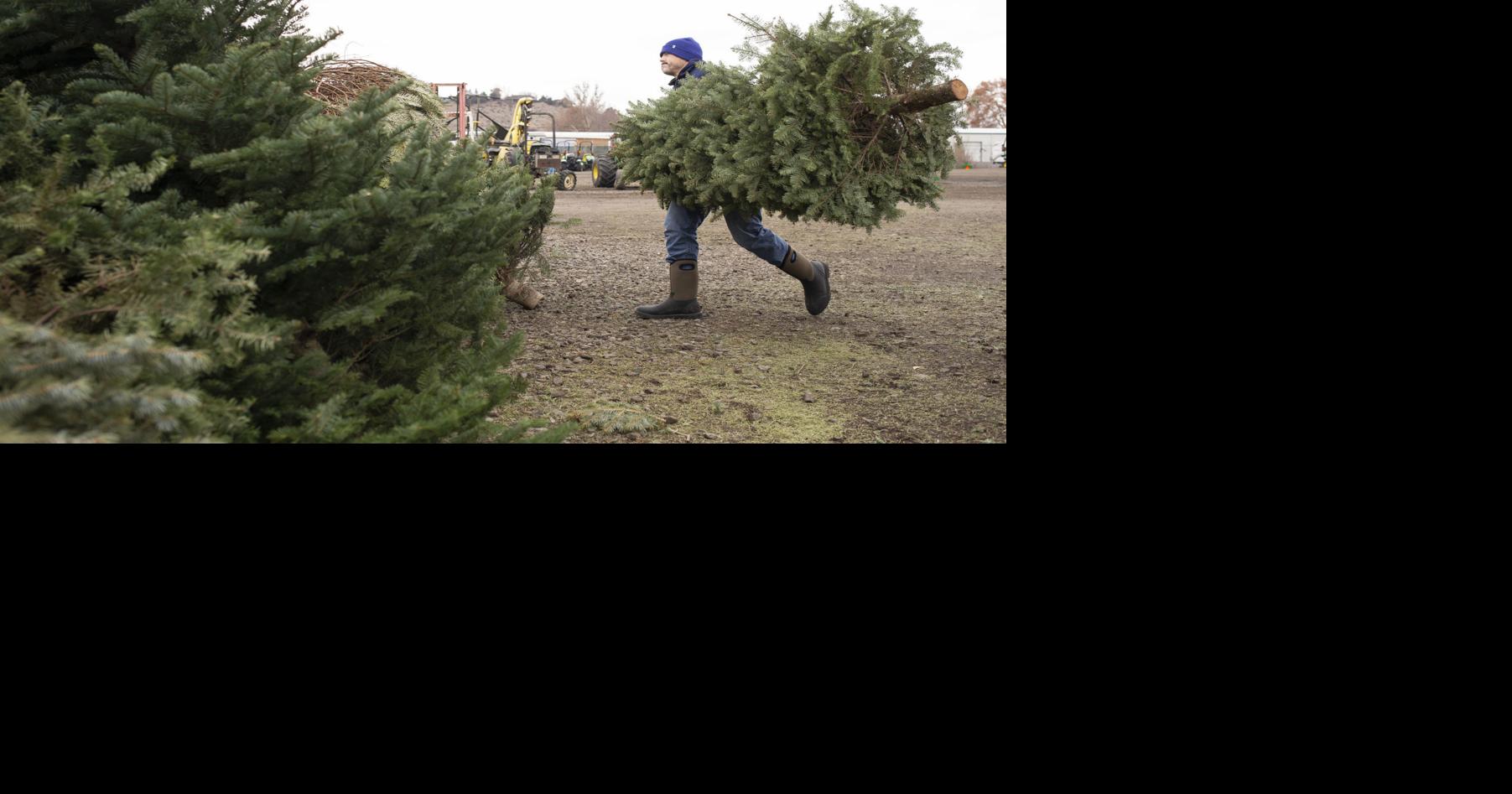 Yakima residents have options for removing or recycling Christmas trees