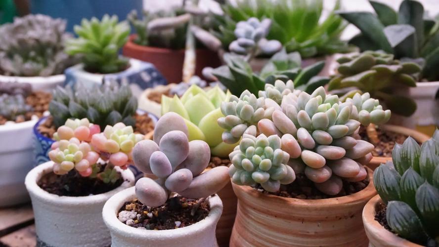every type of cactus BubbleBlooms Mini Cacti Assortment, 6 Different Cacti in 2 inch pots, Tiny  Cactus Set, Grower's Choice