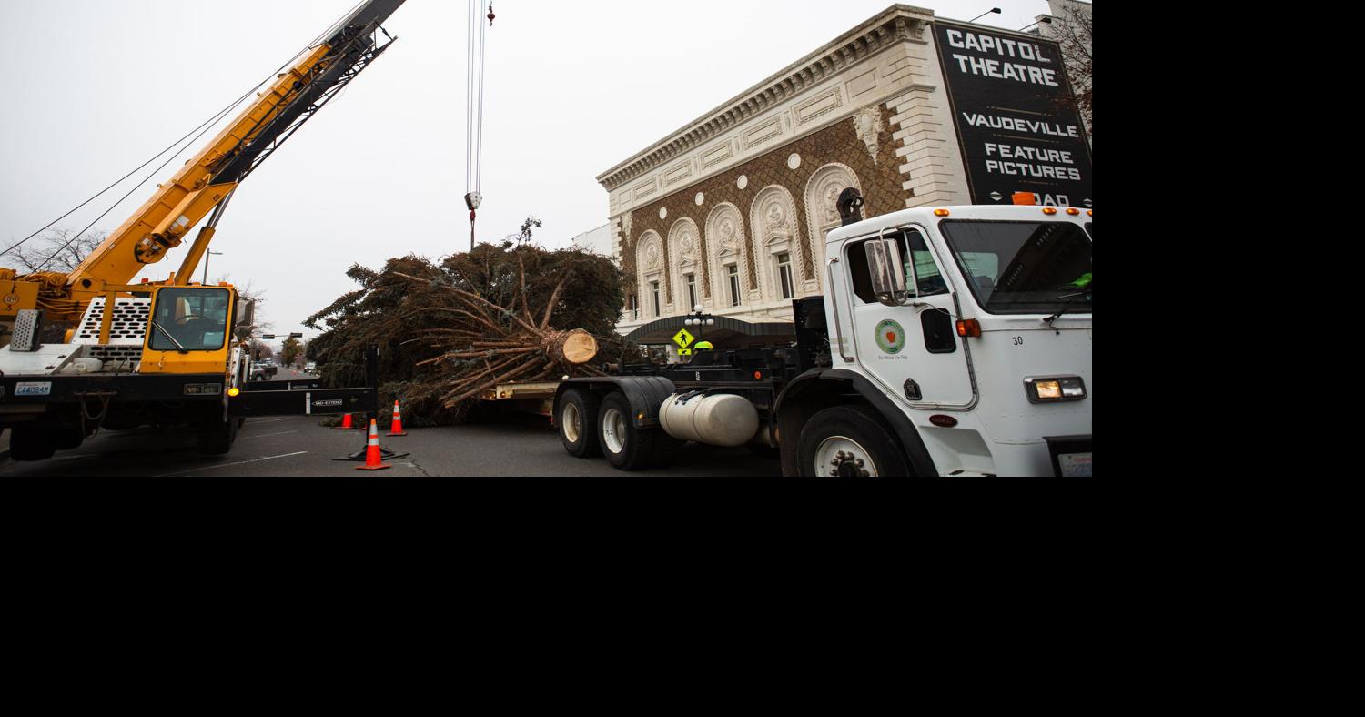 Yakima's Christmas tree will arrive Tuesday at Millennium Plaza