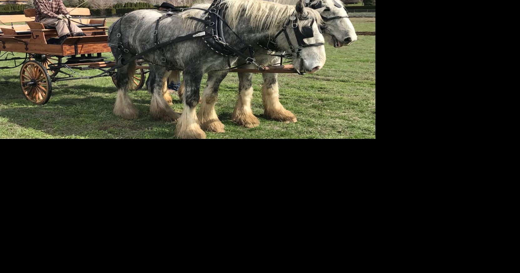 The SCENE in Union Gap Olympics of horsedrawn ag equipment Explore