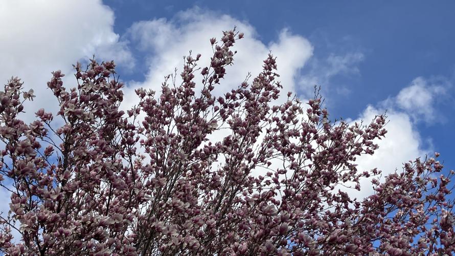 Explore reader-submitted photos: Signs of spring | Explore Yakima ...