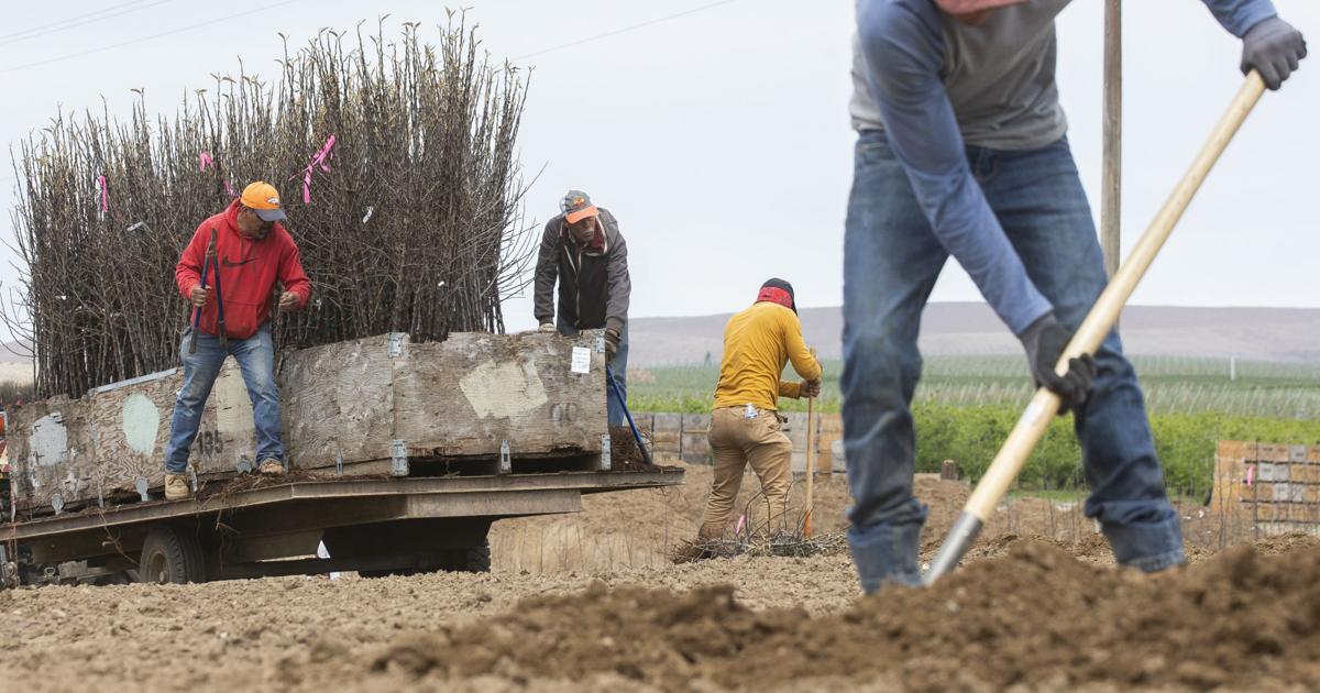 Stanford University, um ein Programm für ausländische Landarbeiter in WA zu studieren | Lokal Stanford University, um ein Programm für ausländische Landarbeiter in WA zu studieren | Lokal