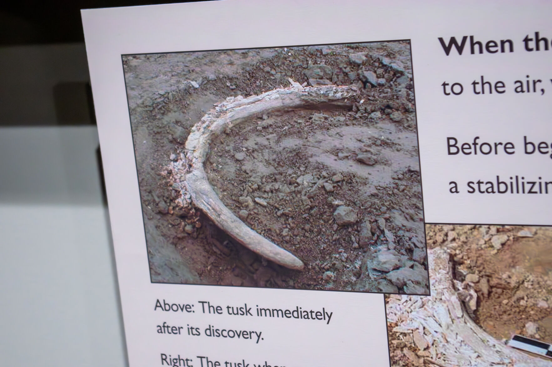 マンモス牙 It Happened Here: Workers unearth mammoth tusk in Moxee parking