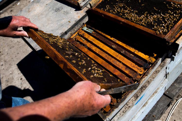 Washington state beekeepers, researchers weigh in on study linking