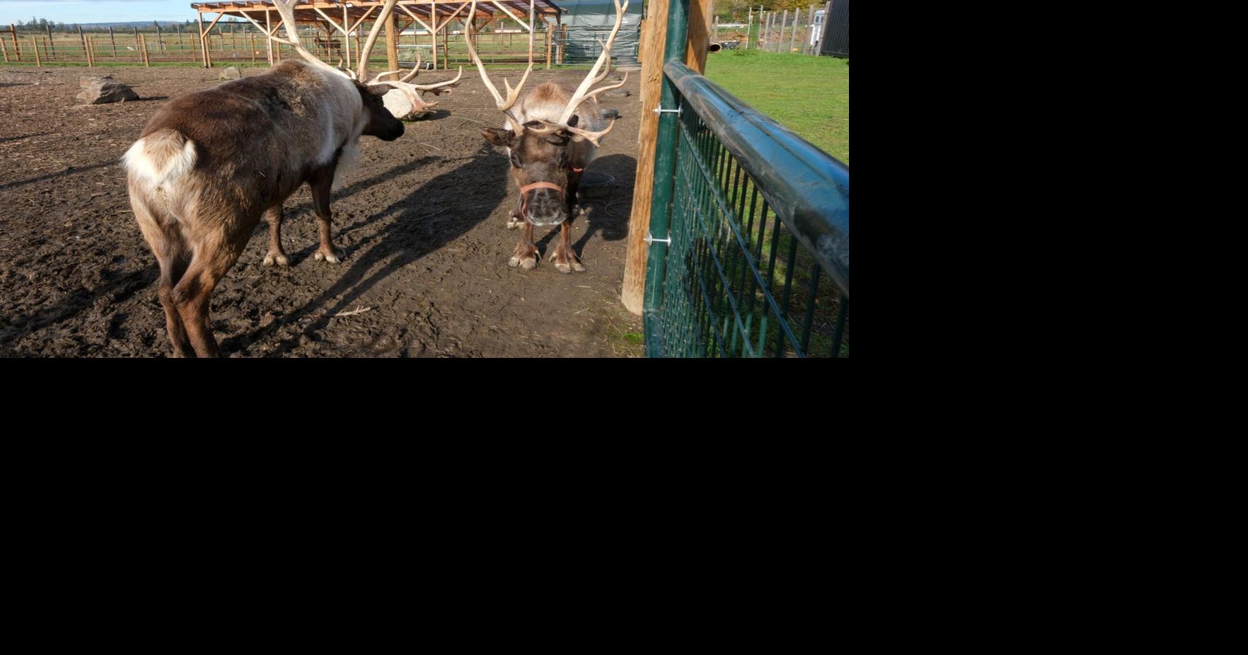 12 Christmas activities and more things to do around the Seattle area