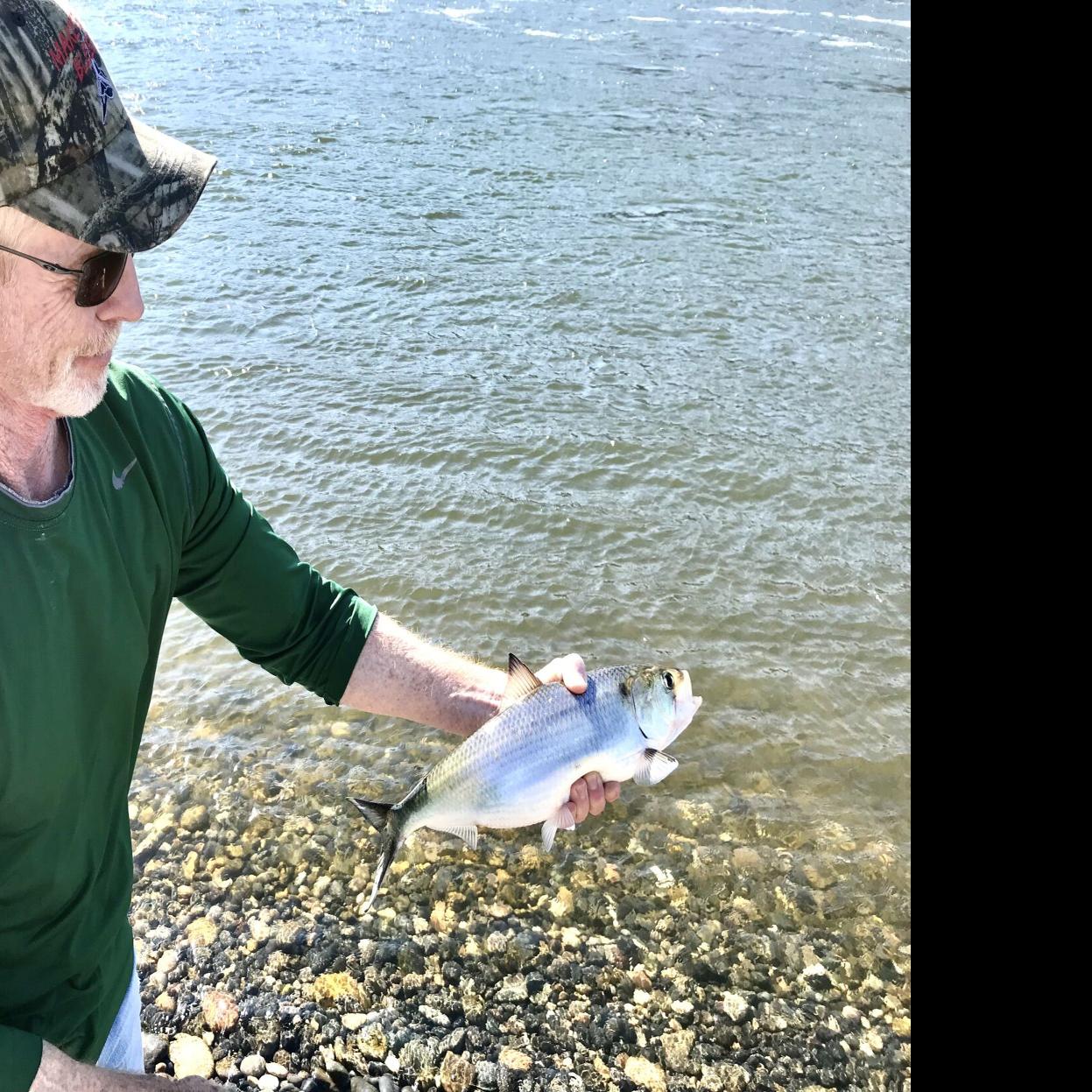 Rob Phillips: Feisty shad coming up the Columbia River in droves