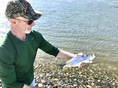 Rob Phillips: Feisty shad coming up the Columbia River in droves, Outdoors  and Recreation