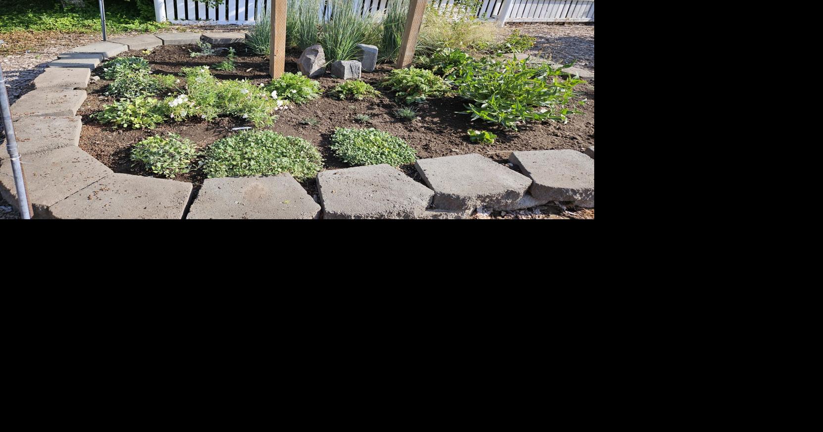 Master Gardeners: Native plants offer water savings, boost local ecosystems