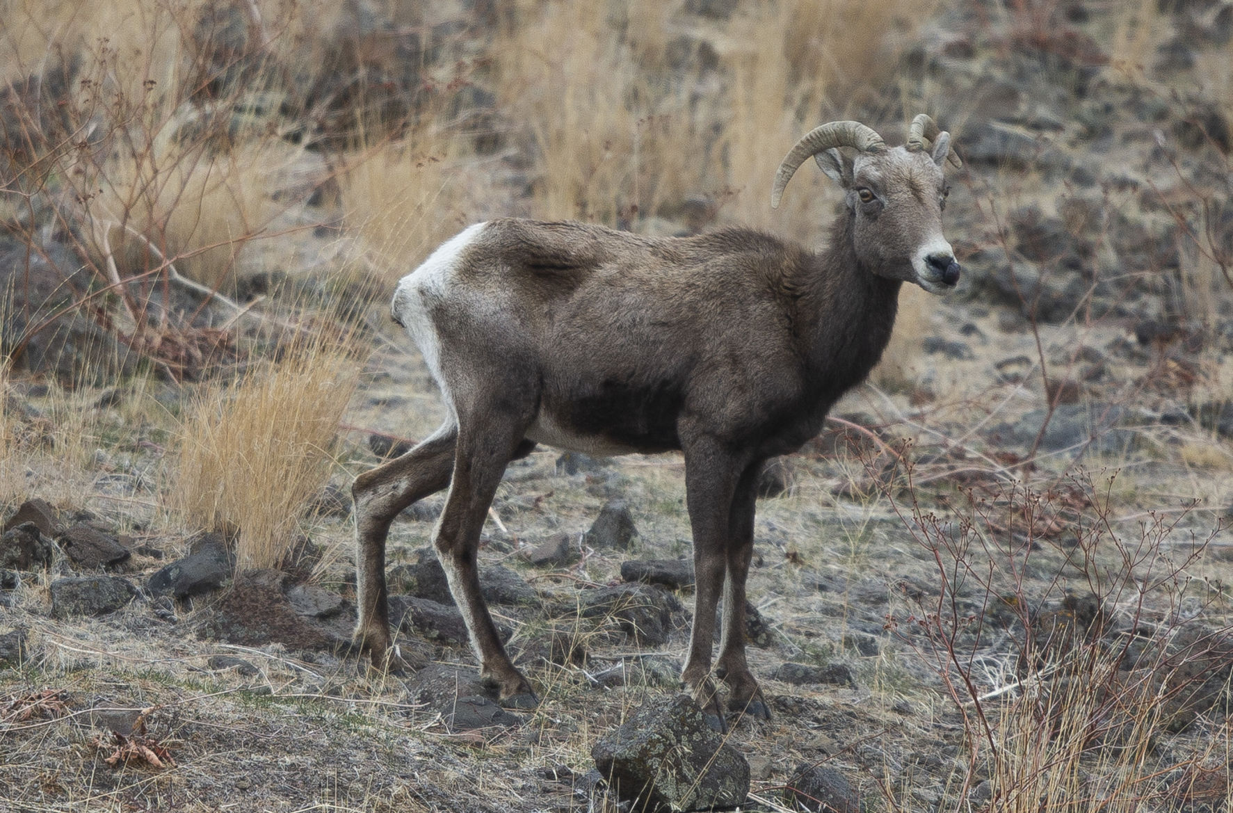 WDFW to capture Yakima River Canyon s bighorn sheep and test for