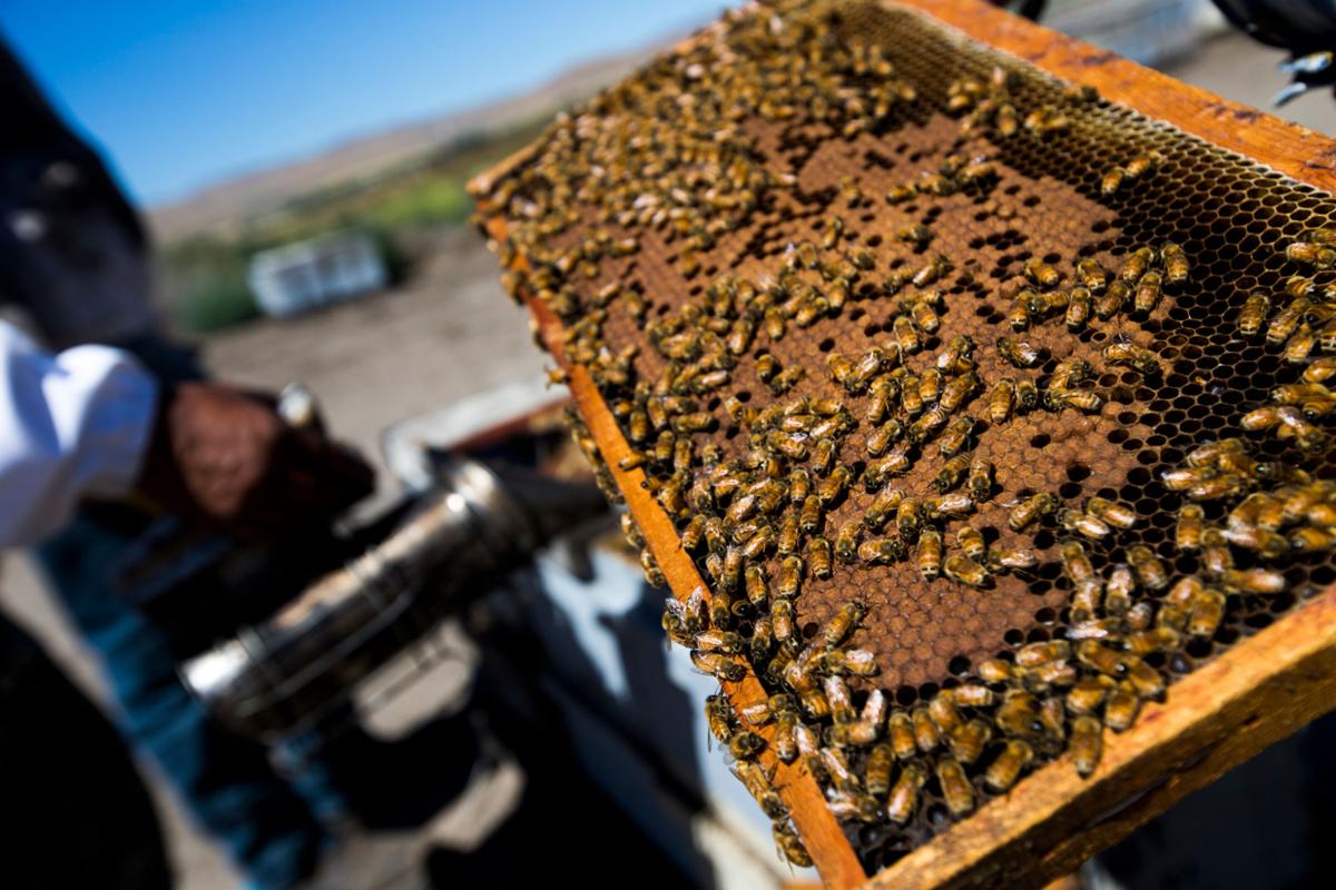 Washington State Beekeepers Researchers Weigh In On Study Linking Pesticide To Colony Collapse Disorder Local Yakimaherald Com