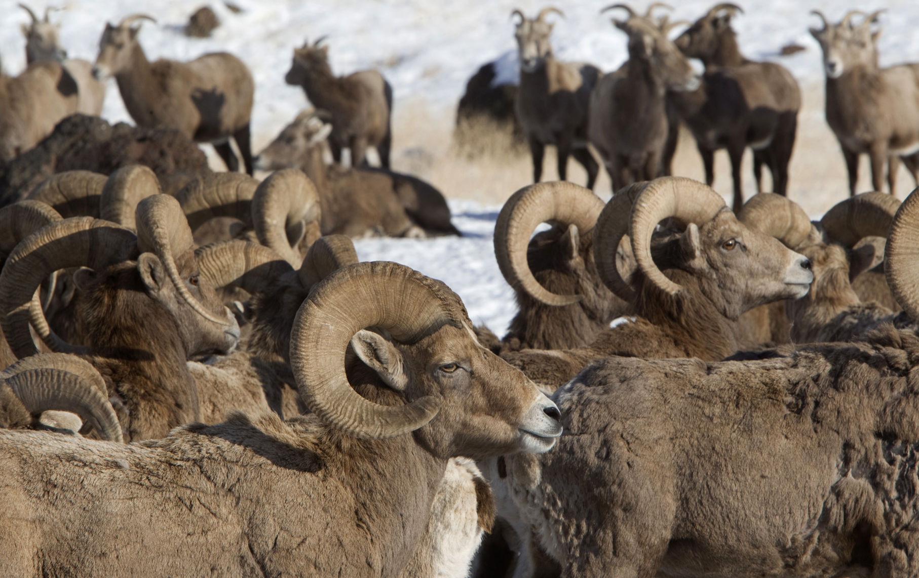 yakima bighorn