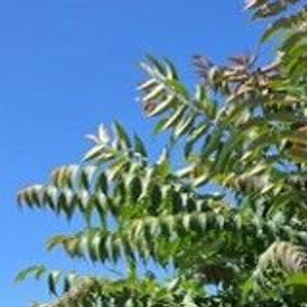 Yakima County Master Gardeners: Removing invasive Tree of Heaven in Yakima  County | | yakimaherald.com