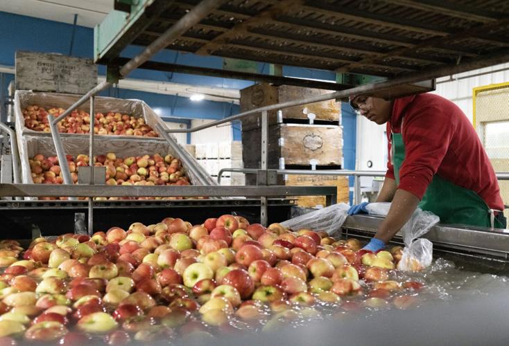 Washington growers bet on new apple