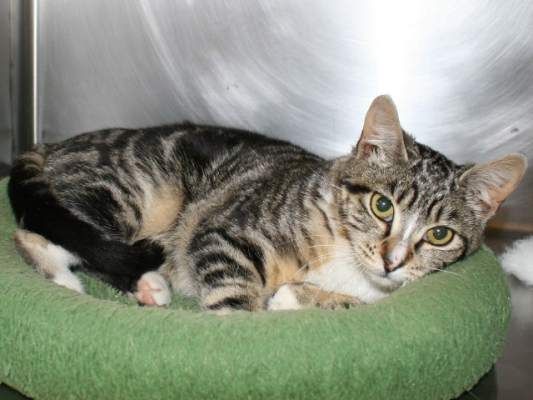 voucher to get cat spayed