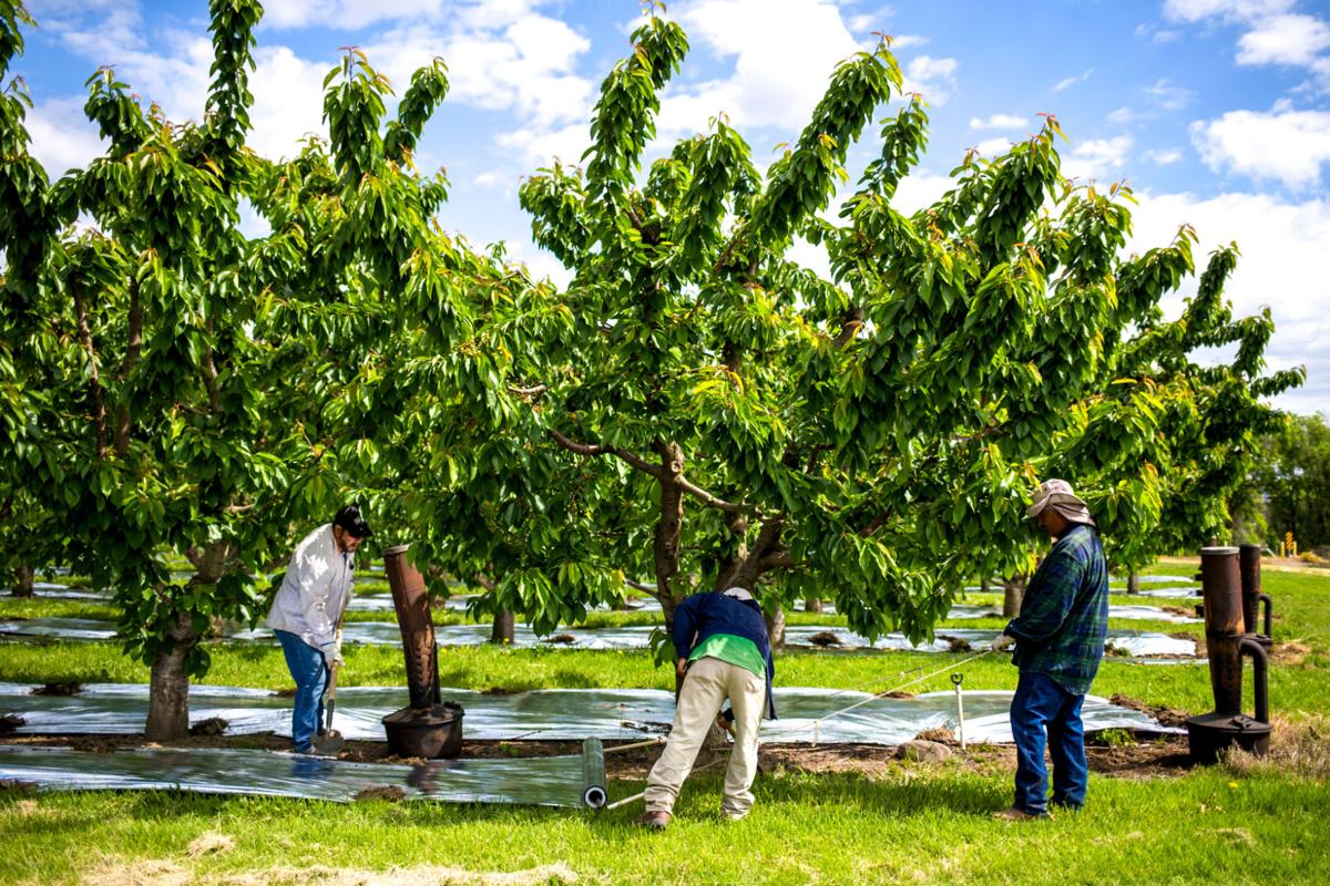 Weather delays cherries, but crop expected to be up from last year