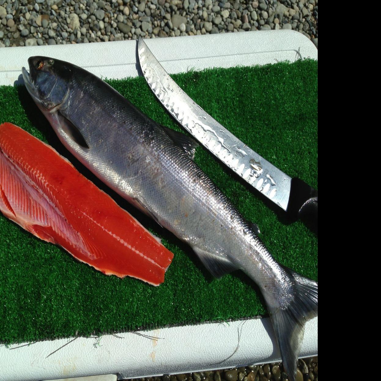 Phillips Time Is Right To Catch Eat Sockeye Salmon Outdoors And Recreation Yakimaherald Com Is this a place where you buy ingredients to cook your own food?yes no unsure. eat sockeye salmon