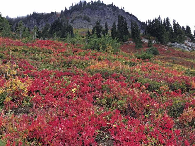 No commercial huckleberry season this year near Mount Adams | Local ...