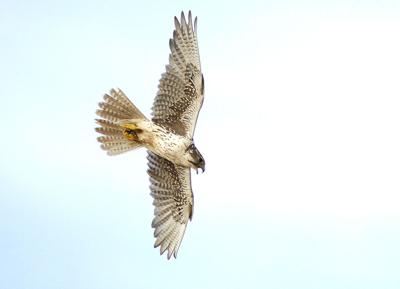 Wildlife Moment The Prairie Falcon Is Yakimas Desert
