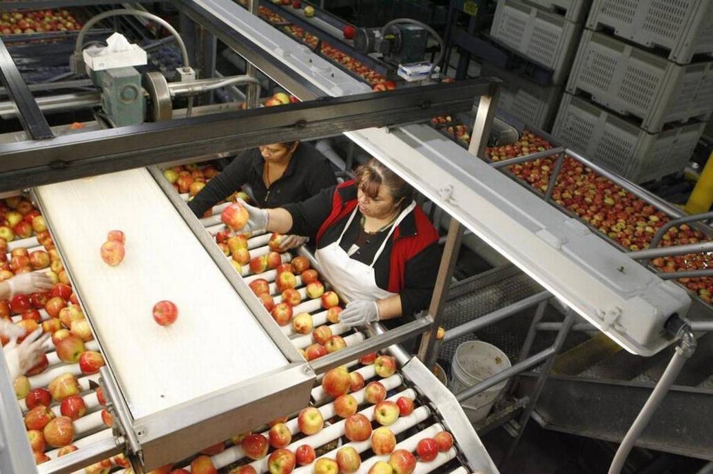Zirkle to end apple packing operations in Prosser Local