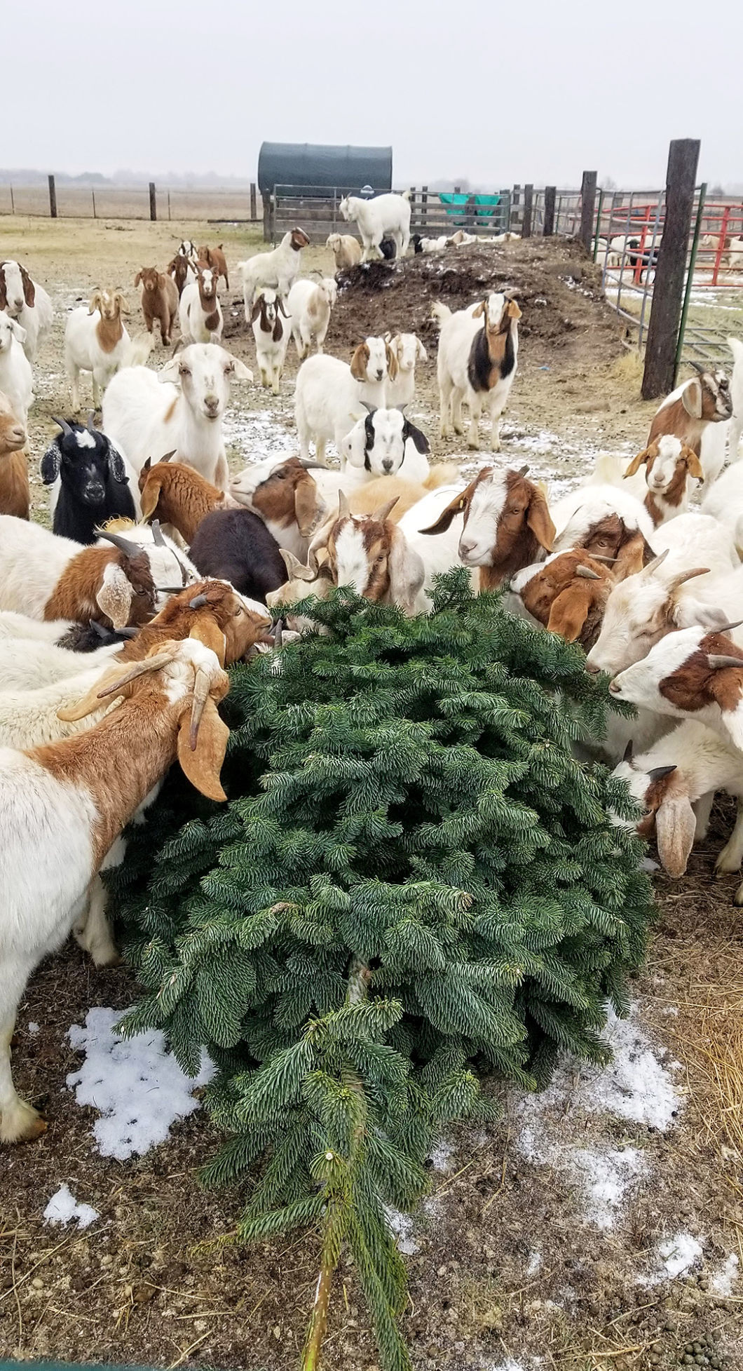 Ellensburg area farm uses Christmas trees as goat feed Local