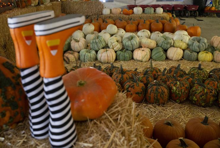 Done right, pumpkin patches and corn mazes offer safe fall fun