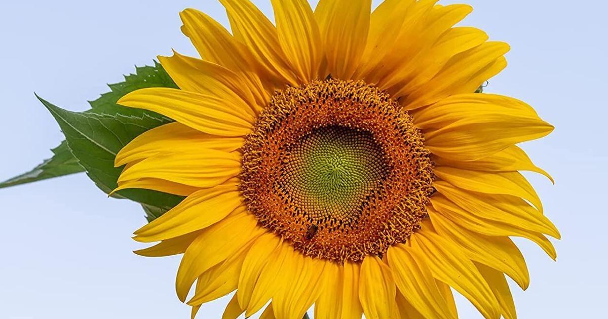 Barany in the Garden: Sunflowers and victory | Home And Garden Barany in the Garden: Sunflowers and victory | Home And Garden