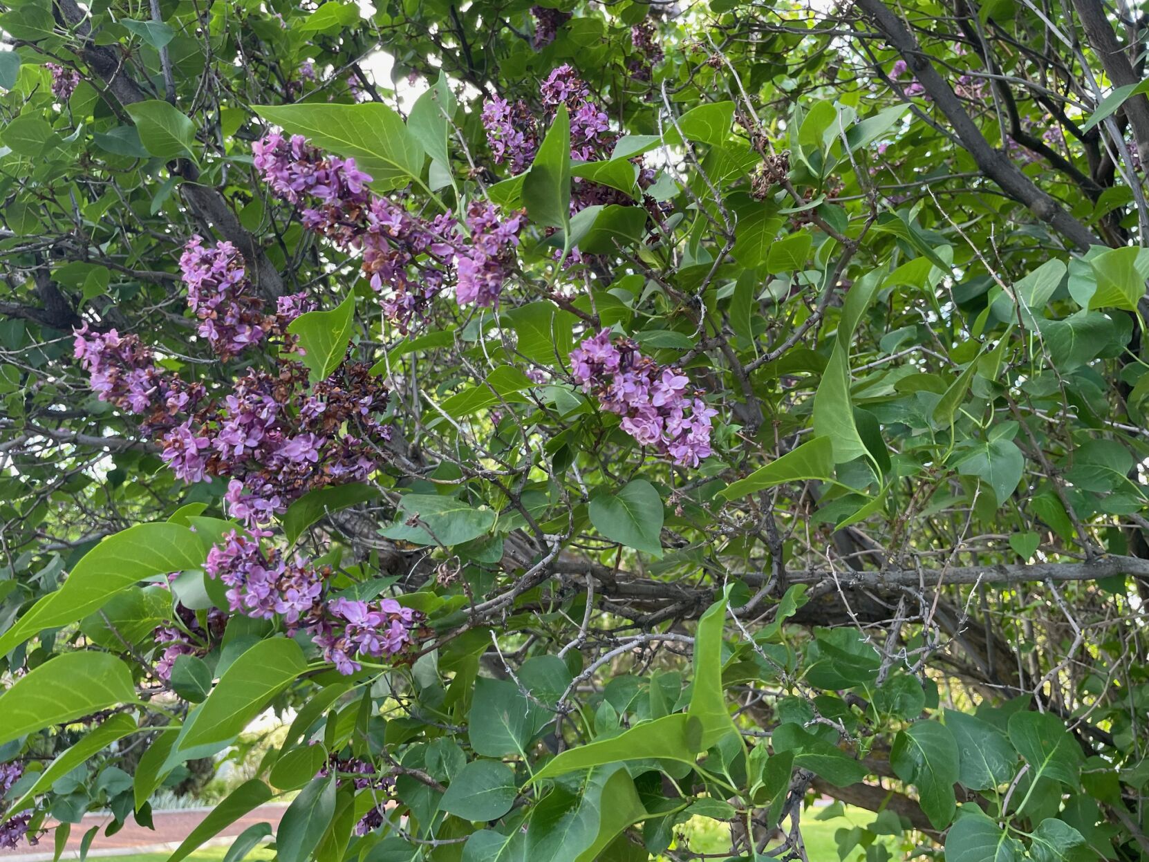 Barany in the garden: Yakima’s climate suits lilacs and their sweet ...