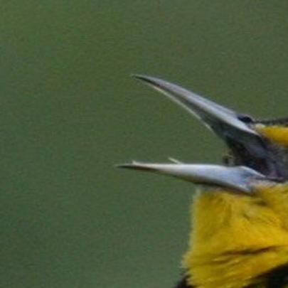 Wildlife Moment Western Meadowlark Is The Musical Virtuoso Of The Shrub Steppe Outdoors And Recreation Yakimaherald Com The female incubates the eggs about 14 days, often starting before laying the last egg. wildlife moment western meadowlark is