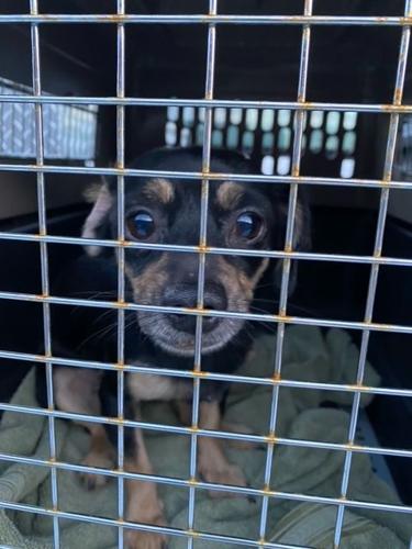 Yakima Humane Society rescues 22 dogs, puppies from Union Gap RV | Local |  