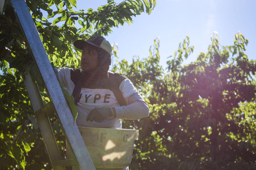 Worker climbs a ladder to harvest cherries in Wapato, WA